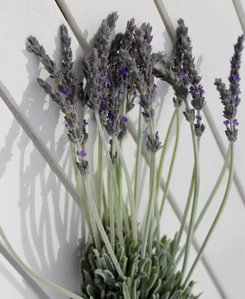 商品Magnolia Supply Co|Fresh English Lavender Bundle,价格¥299,第3张图片详细描述