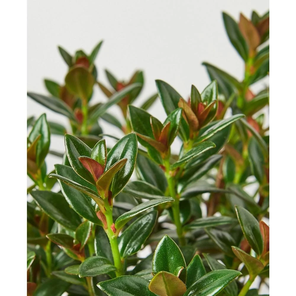 商品House Plant Shop|Black Nementanthus Goldfish Live Plant, 6" Pot,价格¥225,第2张图片详细描述