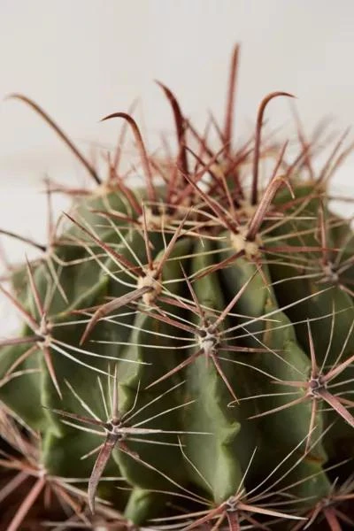 商品Urban Outfitters|6" Live Cactus,价格¥255,第3张图片详细描述