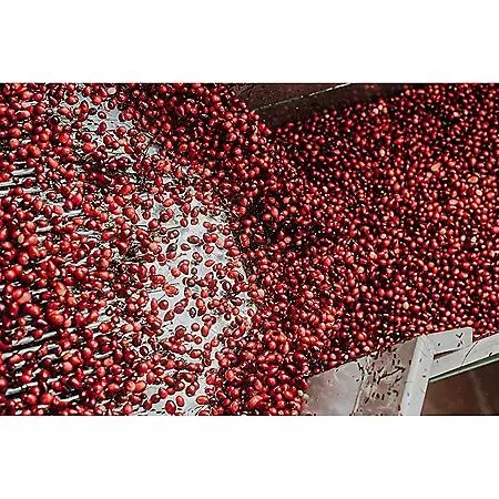 商品Member's Mark|Member's Mark Clinical Strength Cranberry Capsules, 500 mg, 150 ct.,价格¥110,第5张图片详细描述