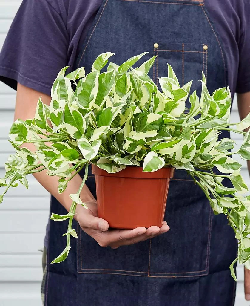 商品House Plant Shop|Pothos N'Joy Live Plant, 6" Pot,价格¥225,第3张图片详细描述