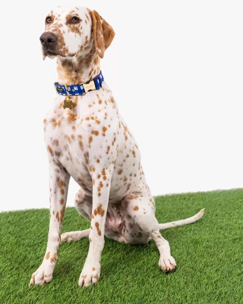 商品Kate Spade|Navy Gingham Leash M/L,价格¥243,第4张图片详细描述