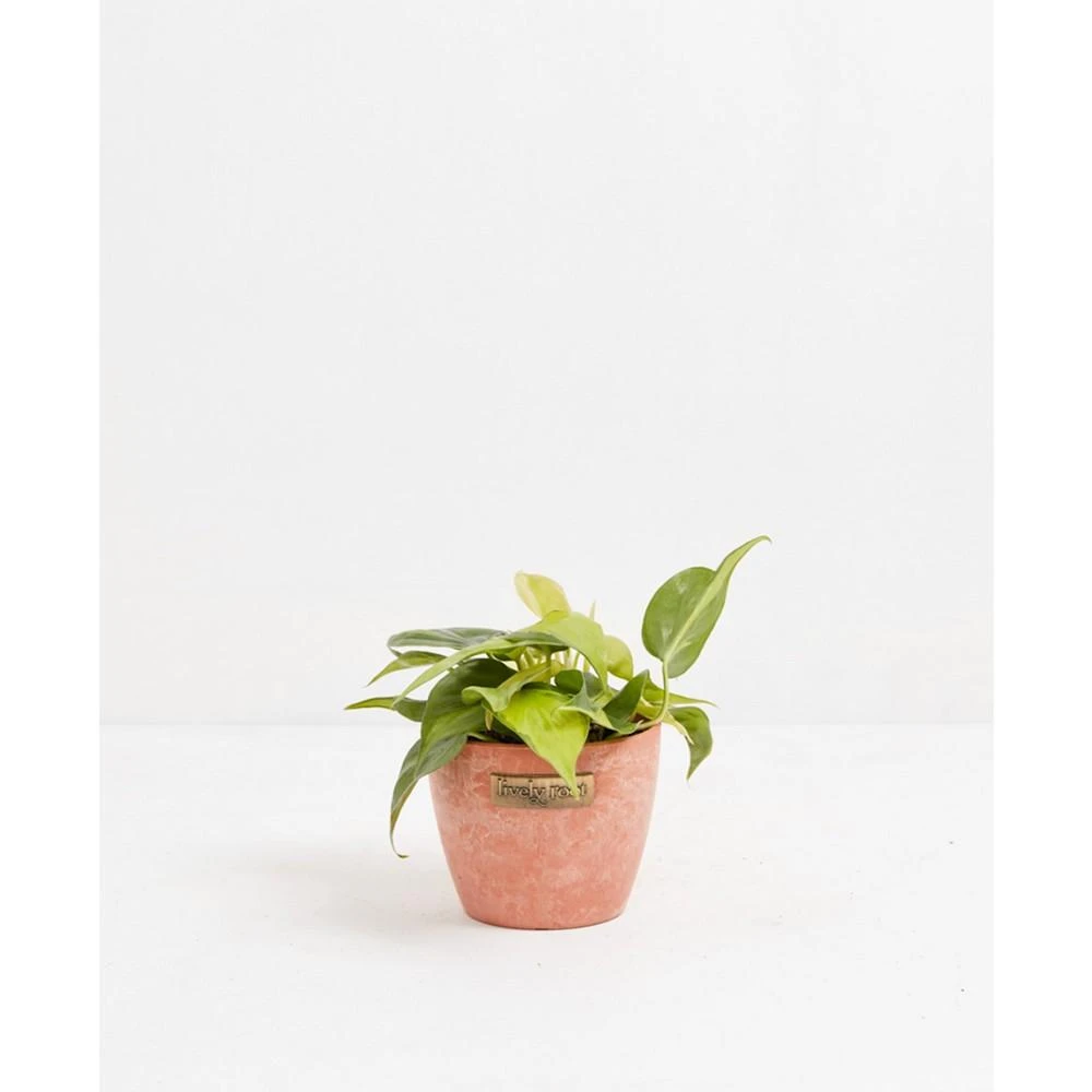 商品Lively Root|Sweetheart Vine Live Plant, 6" Chai Eco Pot,价格¥479,第1张图片