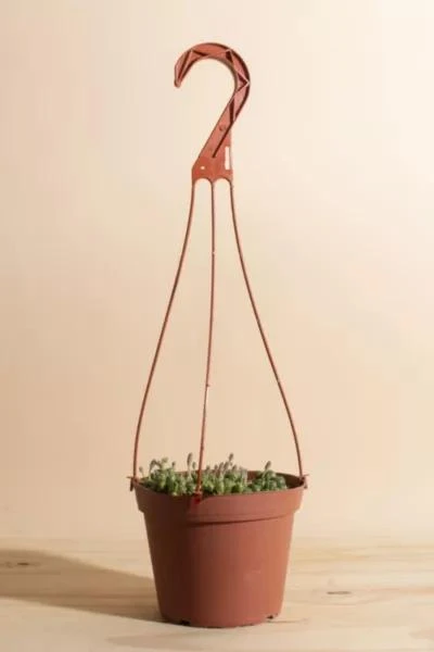 商品Home Botanicals|Home Botanicals Hanging String of Pearls Succulent in 6" Grow Pot with Hanger Included,价格¥225,第1张图片