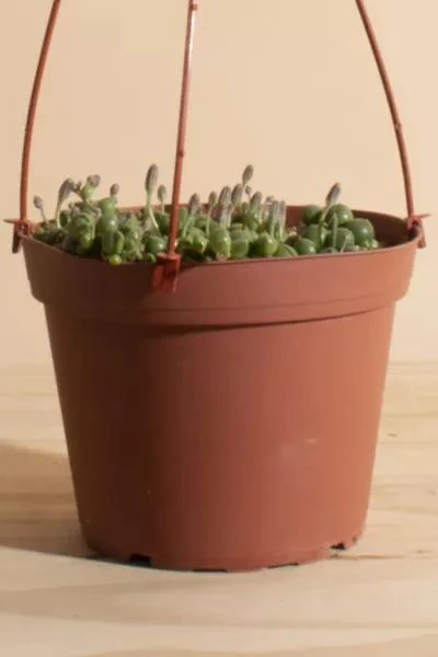 商品Home Botanicals|Home Botanicals Hanging String of Pearls Succulent in 6" Grow Pot with Hanger Included,价格¥225,第3张图片详细描述
