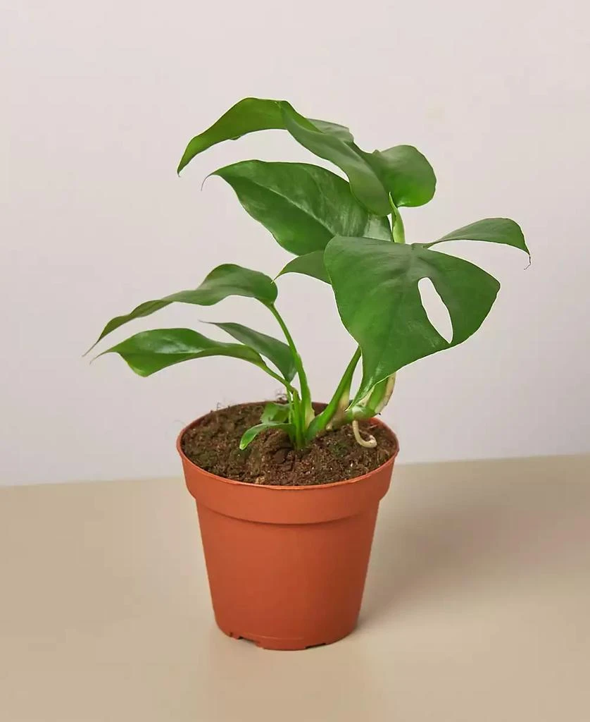 商品House Plant Shop|Philodendron Mini Monstera Minima Live Plant, 4" Pot,价格¥155,第1张图片