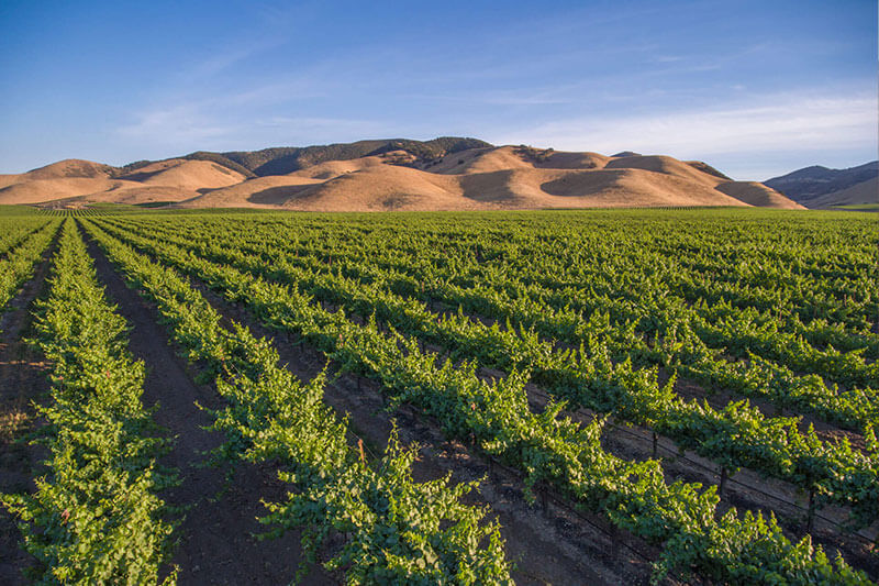 瑞德庄园黑皮诺干红葡萄酒 2015 | Ryder Estate Pinot Noir 2015 (Central Coast, CA）商品第6张图片规格展示