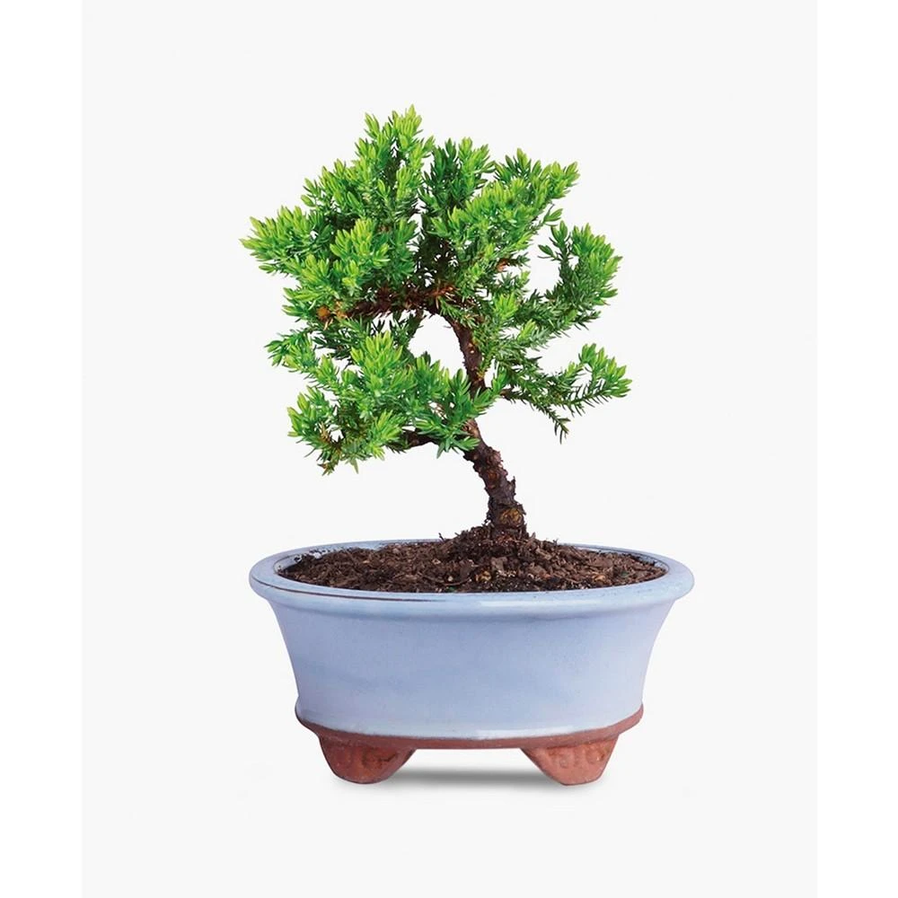 商品BloomsyBox|Mound Juniper Bonsai Live Plant,价格¥598,第1张图片