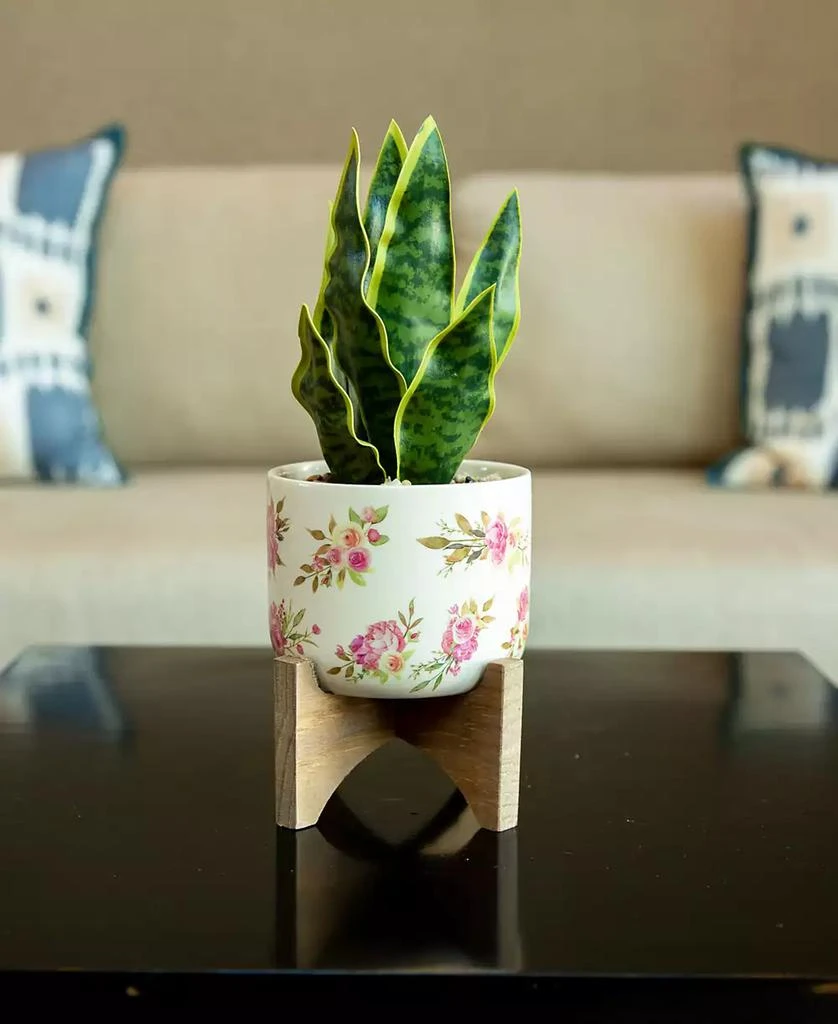 商品Flora Bunda|12" Snake Plant in Ceramic on Stand,价格¥180,第4张图片详细描述