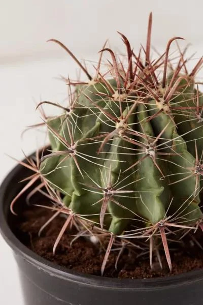 商品Urban Outfitters|6" Live Cactus,价格¥255,第2张图片详细描述