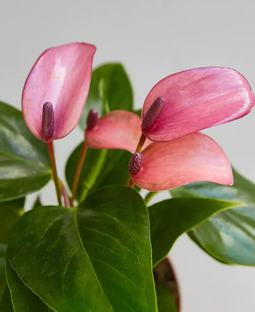 商品House Plant Shop|Purple Anthurium Live Plant, 4" Pot,价格¥150,第2张图片详细描述