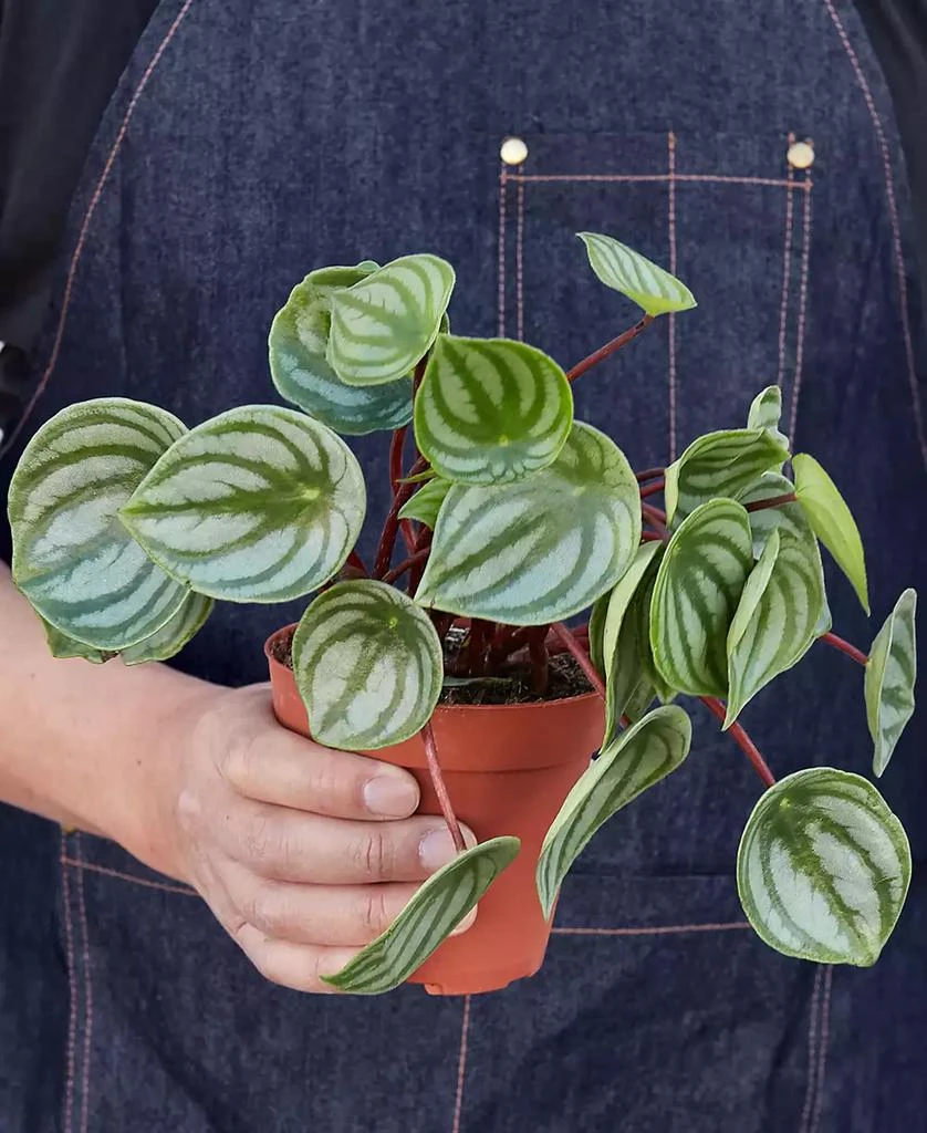 商品House Plant Shop|Peperomia Watermelon Live Plant, 4" Pot,价格¥150,第3张图片详细描述