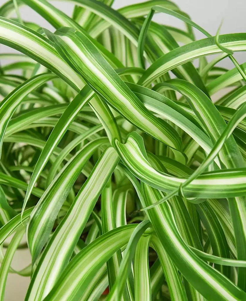 商品House Plant Shop|Spider Plant 'Bonnie' Live Plant, 6" Pot,价格¥223,第2张图片详细描述