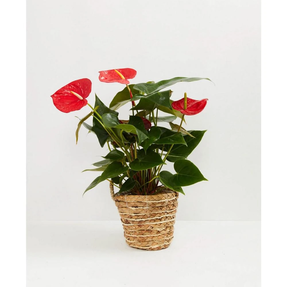 商品Lively Root|Flamingo Flower Live Plant, 6" Basket,价格¥479,第1张图片