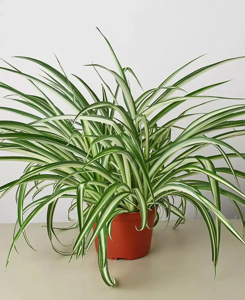 商品House Plant Shop|Spider Reverse Live Plant, 6" Pot,价格¥191,第1张图片