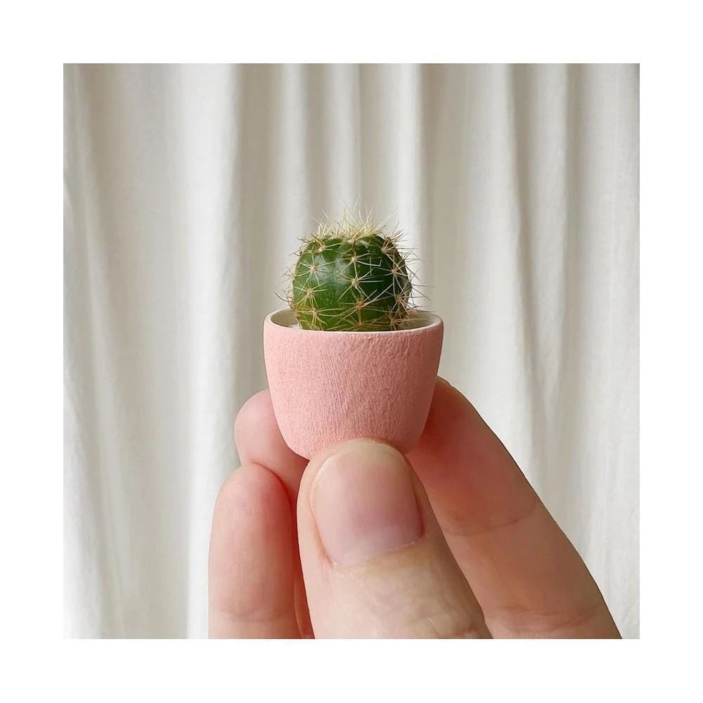 商品Tierra Sol Studio|Frank Mini Cactus Kit,价格¥164,第2张图片详细描述