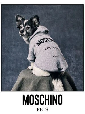 商品Moschino|Cotton Logo Dog Hoodie,价格¥636,第3张图片详细描述