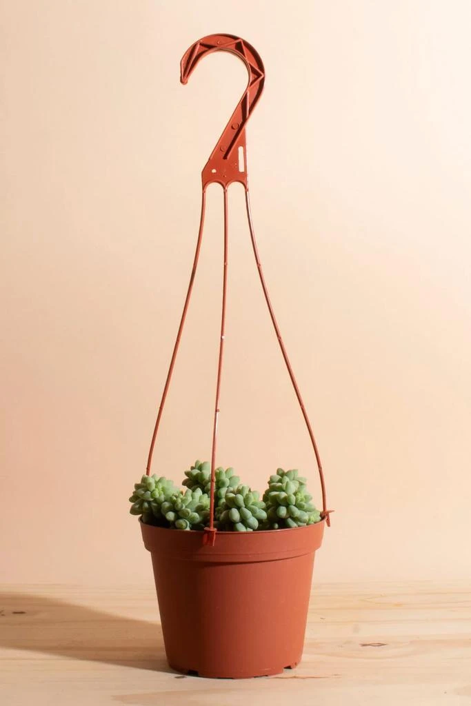 商品Home Botanicals|Home Botanicals Hanging Burrito Sedum Succulent in 6" Grow Pot with Hanger Included,价格¥234,第1张图片