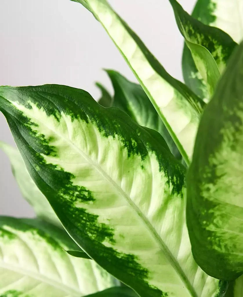 商品House Plant Shop|Dieffenbachia Camille Live Plant, 6" Pot,价格¥232,第2张图片详细描述