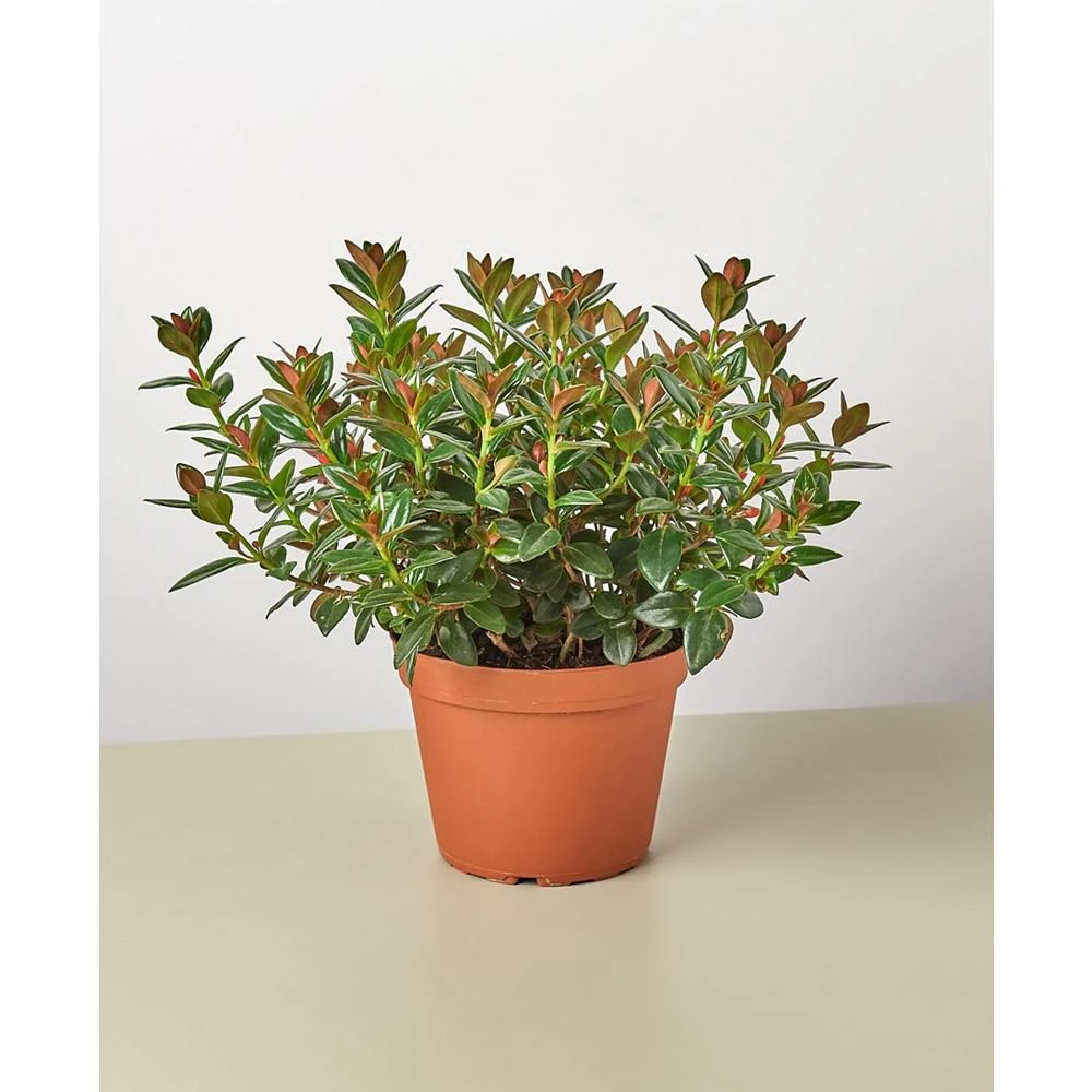 商品House Plant Shop|Black Nementanthus Goldfish Live Plant, 6" Pot,价格¥225,第1张图片