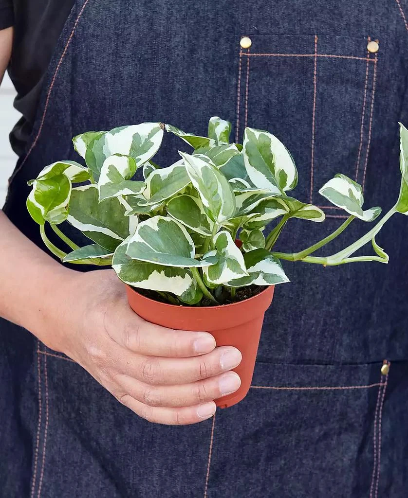 商品House Plant Shop|Pothos 'N'Joy' Live Plant, 4" Pot,价格¥96,第3张图片详细描述