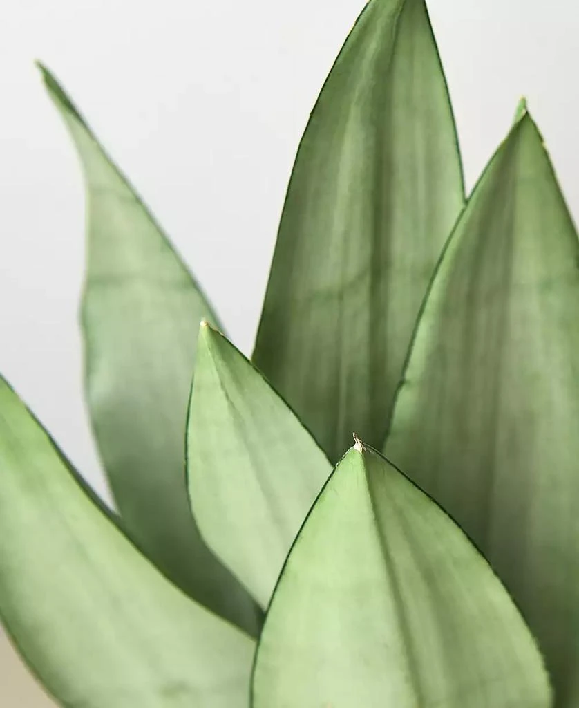 商品House Plant Shop|Snake Plant Moonshine Live Plant, 6" Pot,价格¥191,第2张图片详细描述