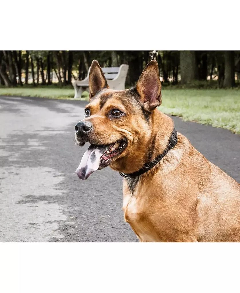 'Aero Mesh' 360 Degree Breathable Adjustable Mesh Dog Collar 商品