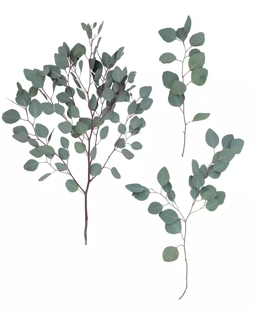 商品Magnolia Supply Co|Fresh Silver Dollar Eucalyptus Bundle,价格¥299,第2张图片详细描述