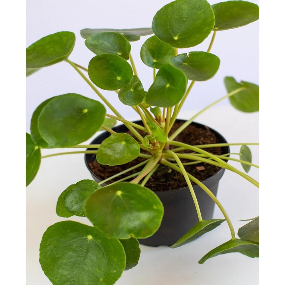 商品Lively Root|Chinese Money Plant Live Plant, 4" Coco Eco Pot,价格¥374,第2张图片详细描述