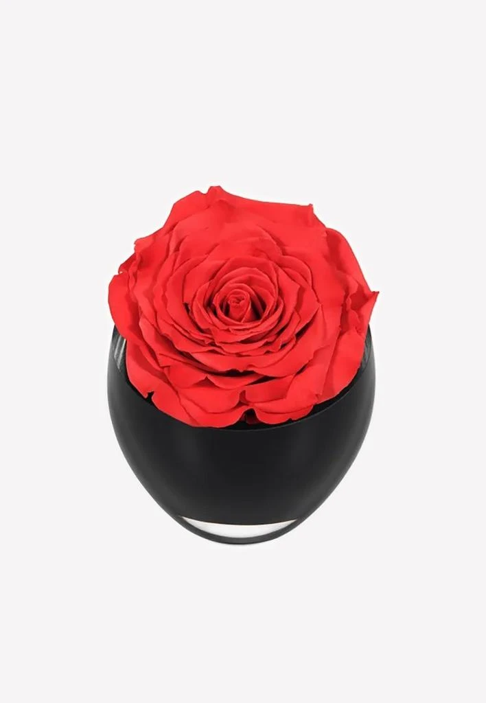 商品OnlyRoses|The Infinite Rose,价格¥1326,第1张图片