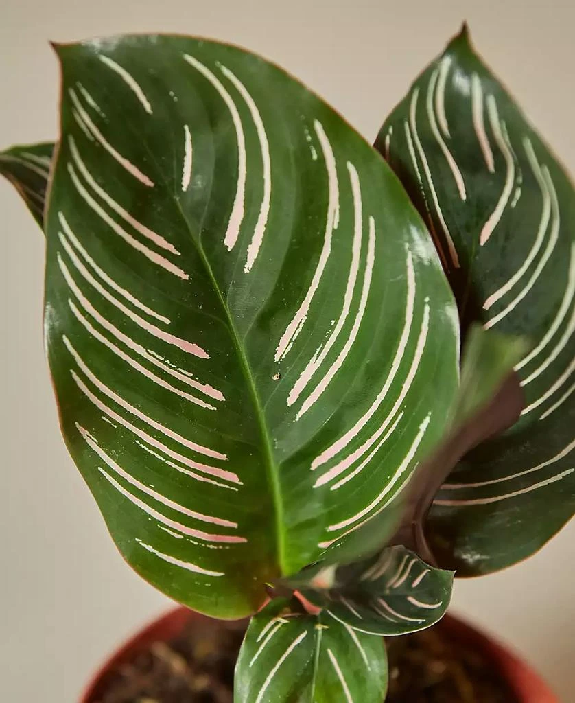 商品House Plant Shop|Calathea 'Ornata' Live Plant, 4" Pot,价格¥202,第2张图片详细描述