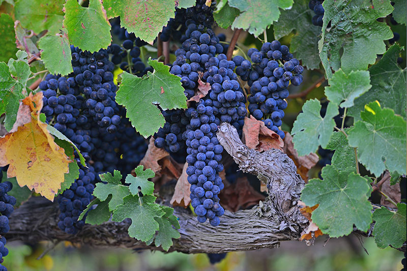 瑞德庄园黑皮诺干红葡萄酒 2015 | Ryder Estate Pinot Noir 2015 (Central Coast, CA）商品第3张图片规格展示