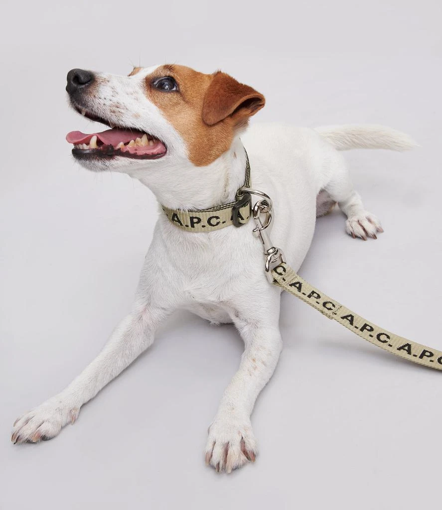 商品Toutou|Toutou Logo leash,价格¥1417,第2张图片详细描述