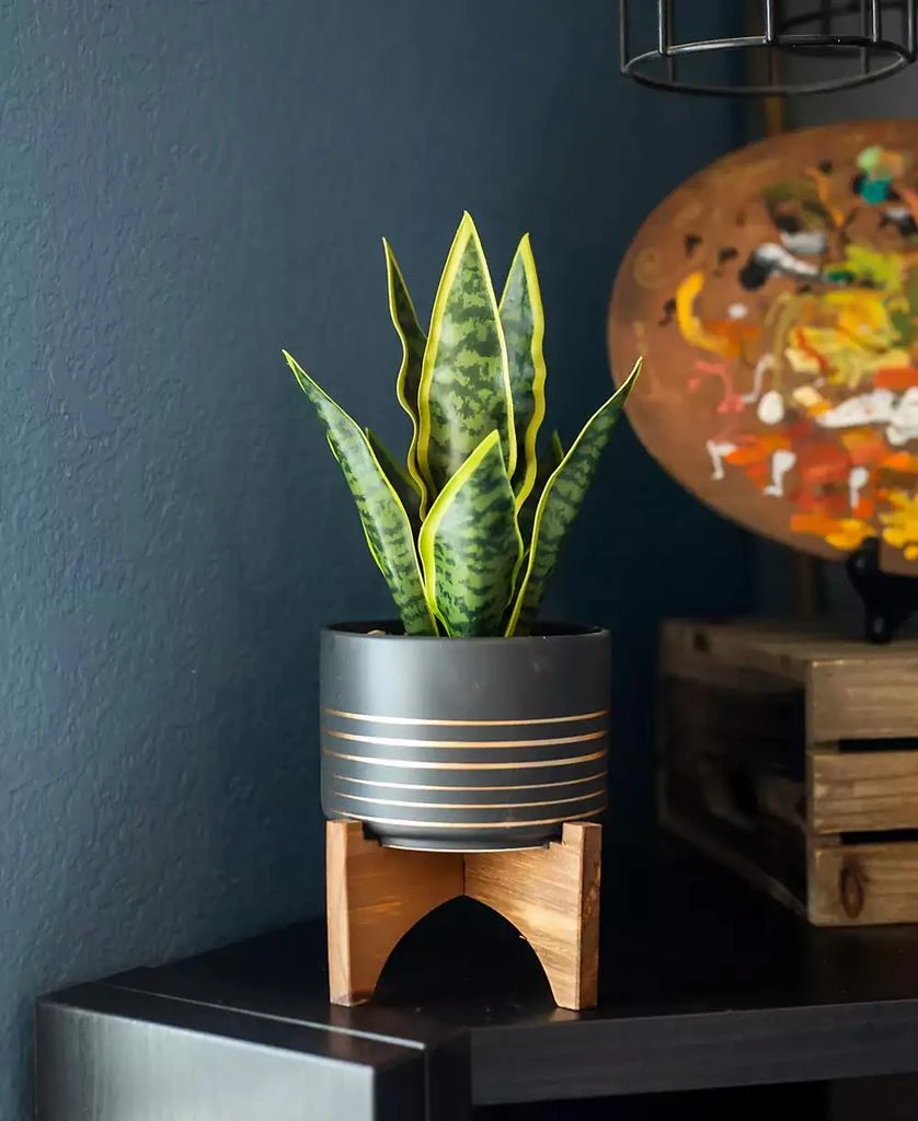 商品Flora Bunda|12" Artificial Snake Plant in 4.75" Ceramic Planter on Wood Stand,价格¥403,第3张图片详细描述