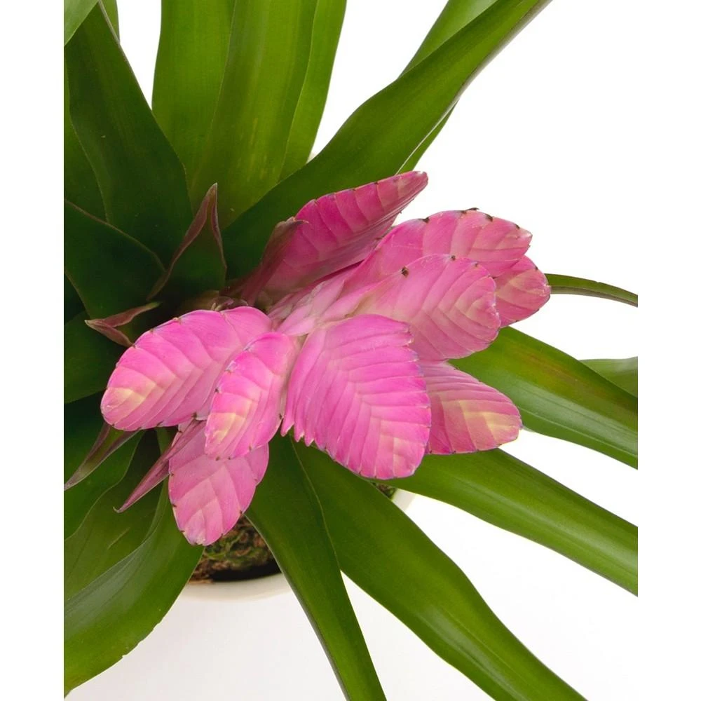 商品BloomsyBox|Pink Bromeliad Live Plant,价格¥449,第2张图片详细描述