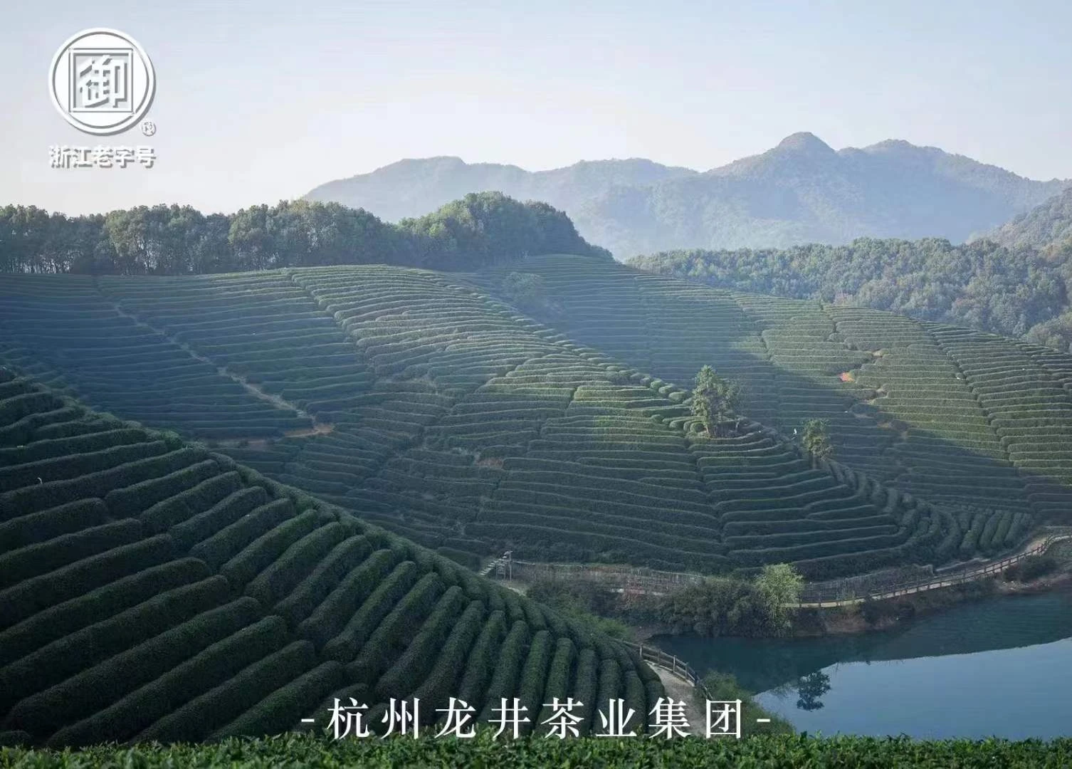 浙江老字号”御“牌龙井2023明前新茶 核心狮峰山产区 四星250克  商品