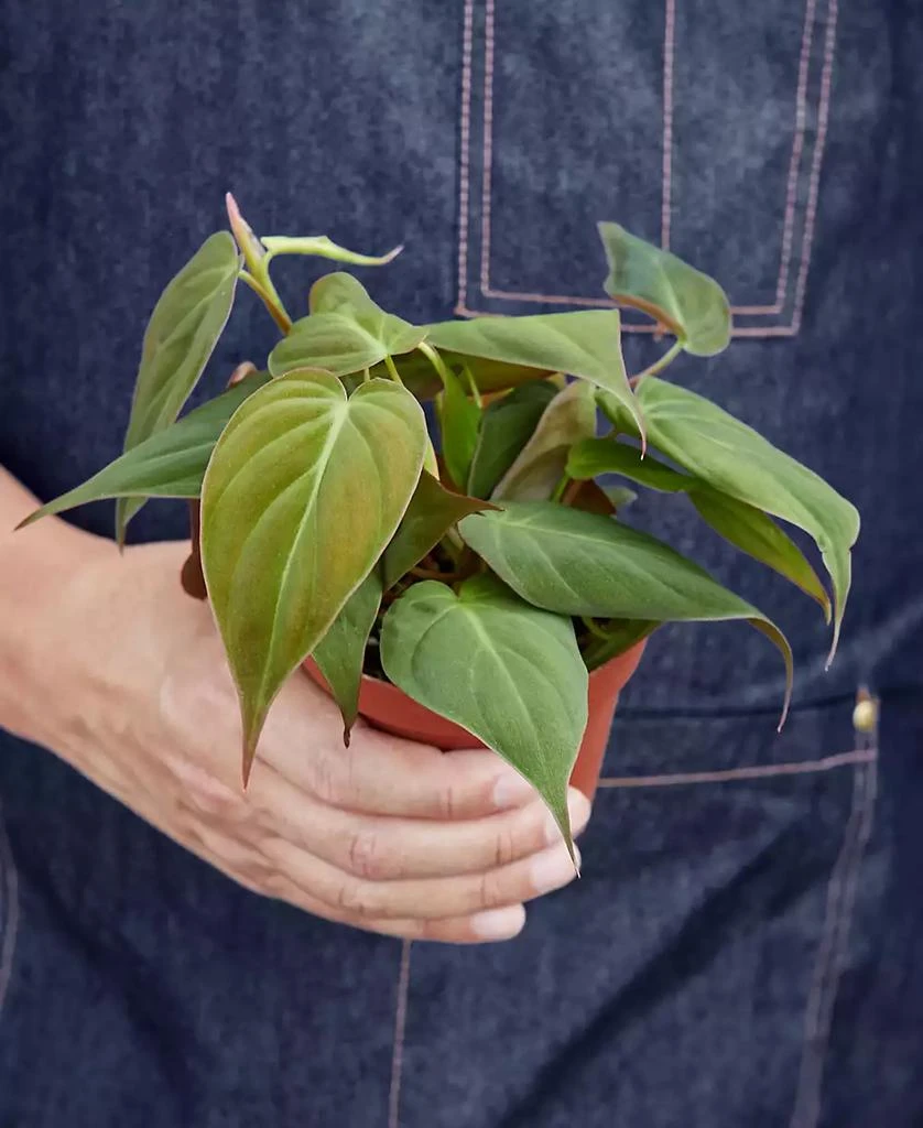 商品House Plant Shop|Philodendron 'Velvet' Live Plant, 4" Pot,价格¥191,第3张图片详细描述