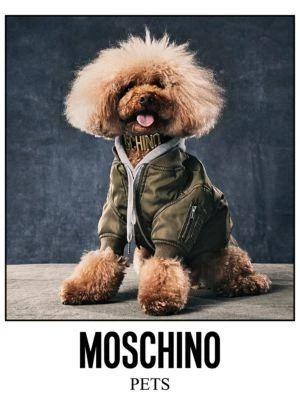 商品Moschino|Twill Logo Dog Bomber Jacket,价格¥834,第4张图片详细描述