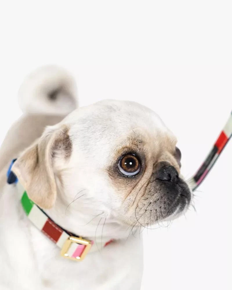 Adventure Stripe Collar S/M 商品