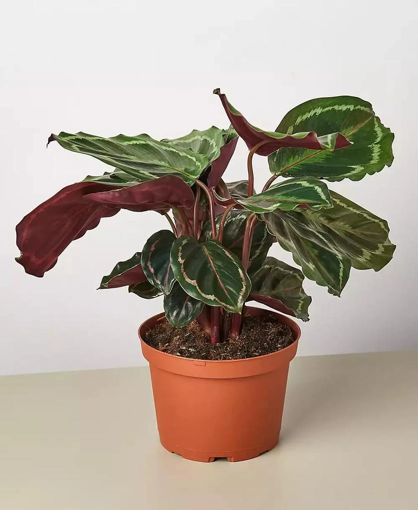 商品House Plant Shop|Calathea Roseopicta 'Medallion' Live Plant, 6" Pot,价格¥314,第1张图片