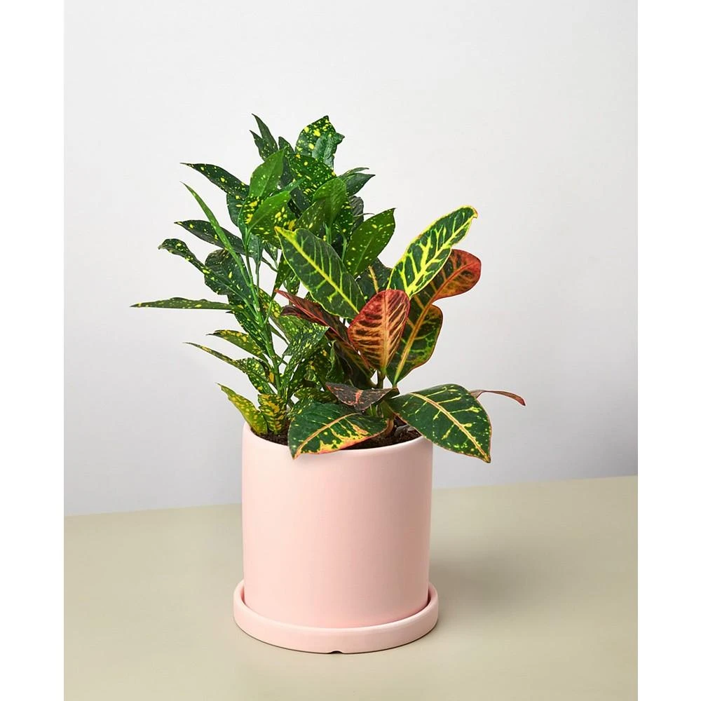 商品House Plant Shop|Crotons in Pink Cylinder Pot Live Plant Arrangement,价格¥299,第1张图片
