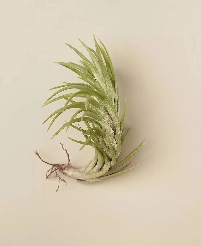 商品House Plant Shop|Tillandsia Araujei Live Air Plant,价格¥102,第1张图片