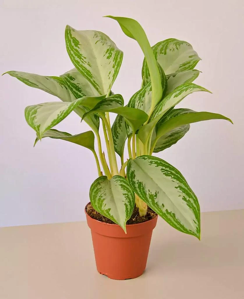 商品House Plant Shop|Chinese Evergreen Silver Bay Live Plant, 4" Pot,价格¥180,第1张图片