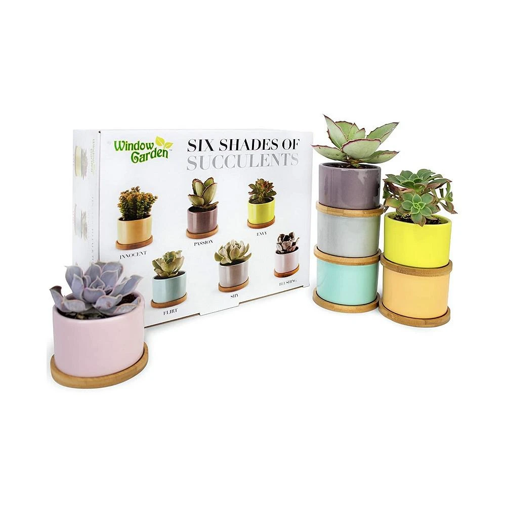 商品Window Garden|Set of 6 Shades of Succulents Planter Pots – Slip Your Plants Into Something More Colorful. Create a Stunning Display That’ll Surely Excite Your Visual Senses,价格¥247,第1张图片