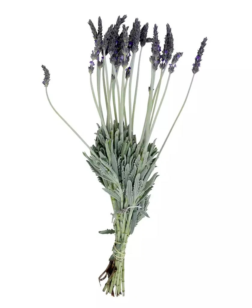 商品Magnolia Supply Co|Fresh English Lavender Bundle,价格¥299,第1张图片