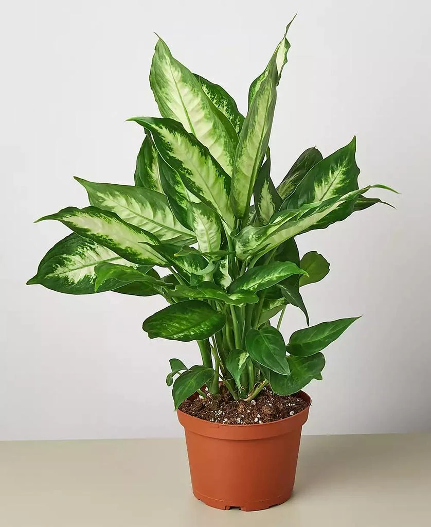 商品House Plant Shop|Dieffenbachia Camille Live Plant, 6" Pot,价格¥232,第1张图片