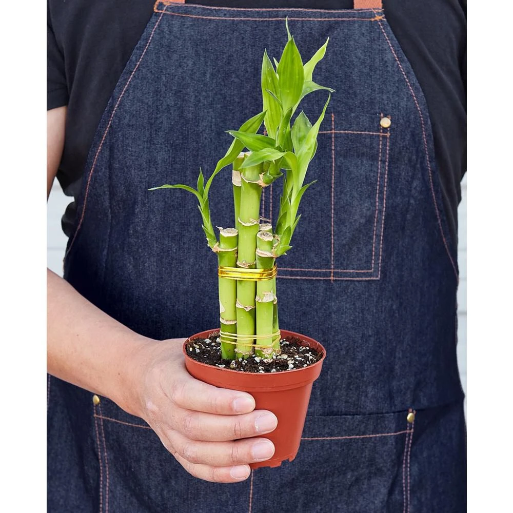 商品House Plant Shop|Dracaena 'Lucky Bamboo' Live Plant, 4" Pot,价格¥150,第3张图片详细描述
