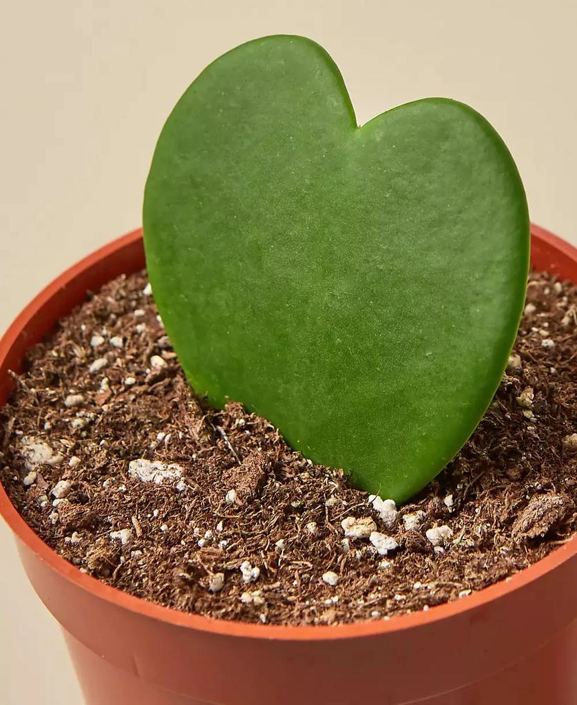 商品House Plant Shop|Hoya Sweetheart Live Plant, 4" Pot,价格¥134,第2张图片详细描述