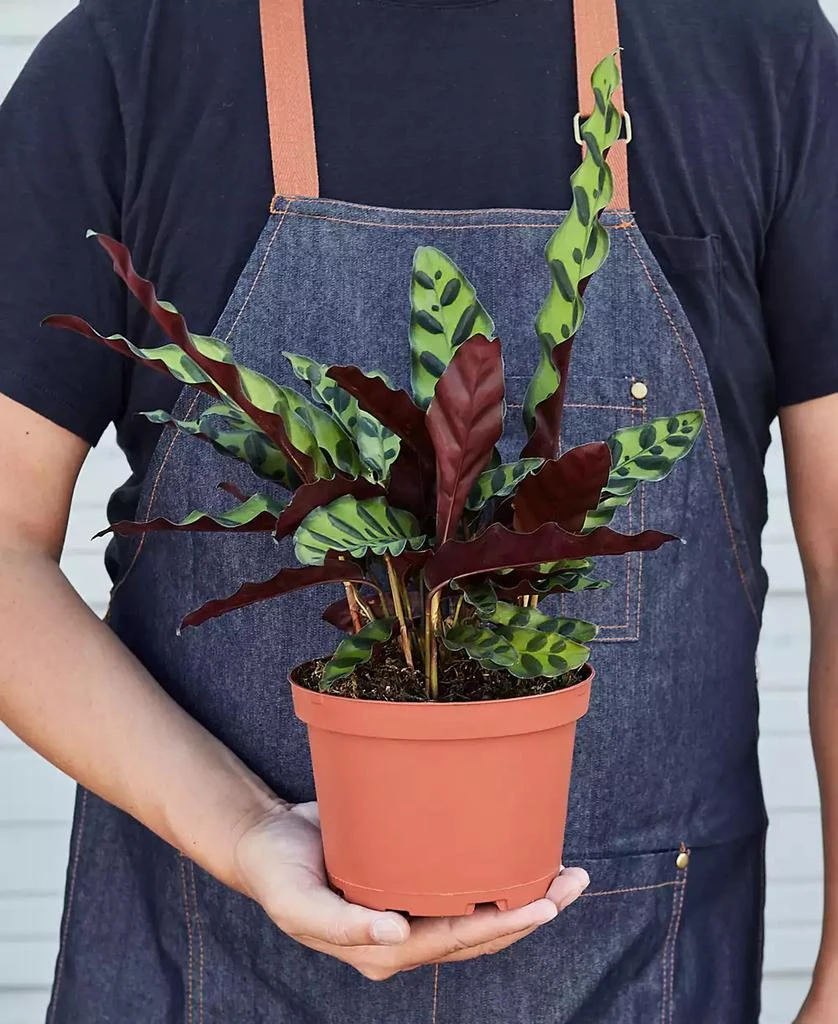 商品House Plant Shop|Calathea Lancifolia 'Rattlesnake' Live Plant, 6" Pot,价格¥267,第2张图片详细描述
