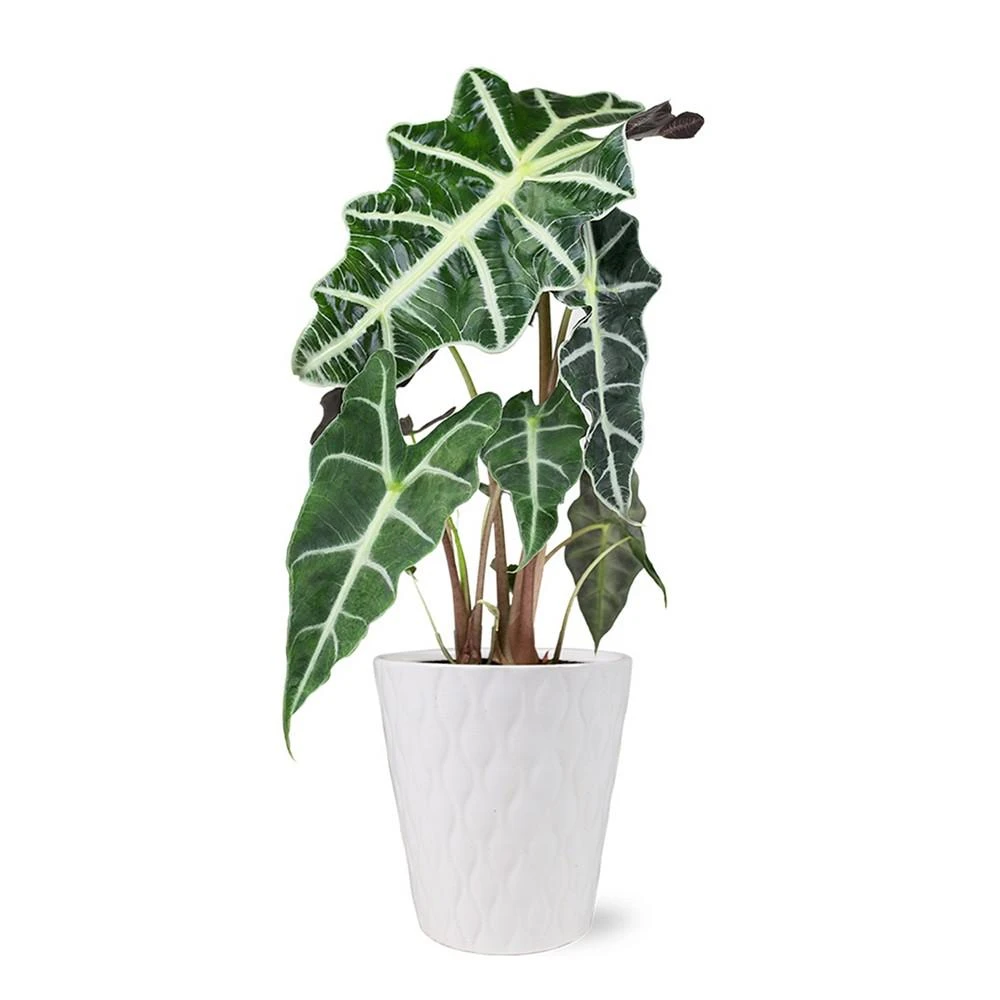 商品BloomsyBox|Alocasia Live Plant,价格¥449,第1张图片